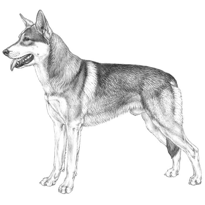 Saarloos Wolfdog