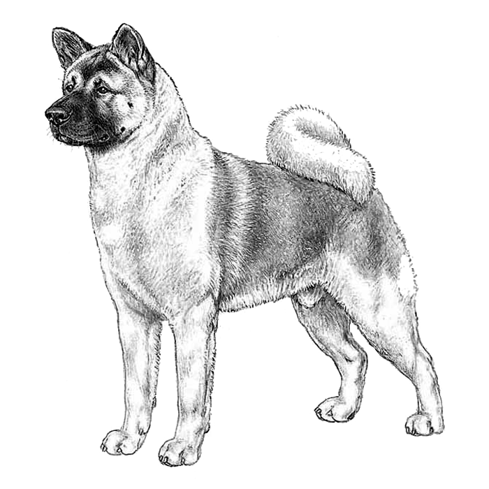 are akitas a large dog breed