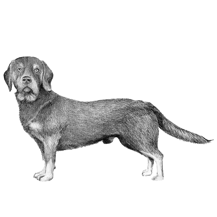 Alpine Dachsbracke
