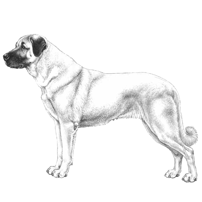 Anatolian Shepherd Dog