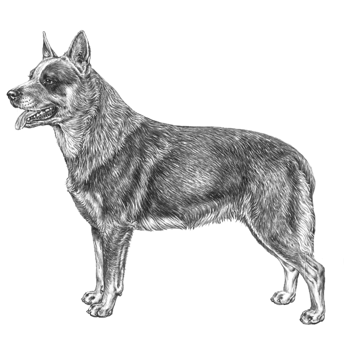 Stumpy Tail Cattle Dog