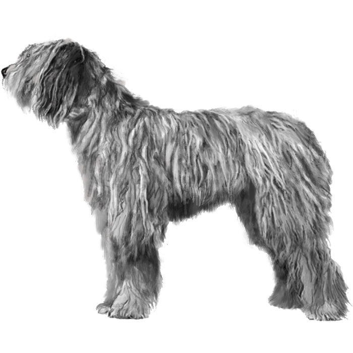 Bergamasco Sheepdog