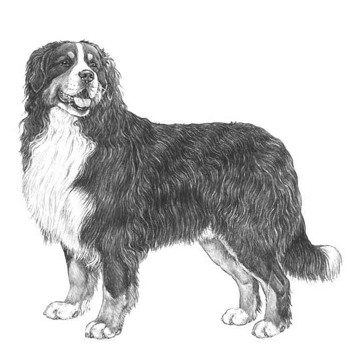 Bernese best sale dog white