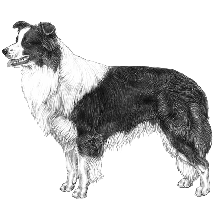 Border Collie Dog Breed Information