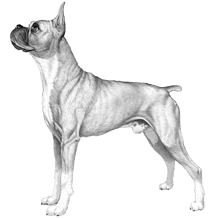 Boxer Dog Breed Information & Characteristics