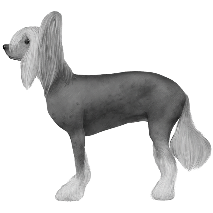 Chinese Crested