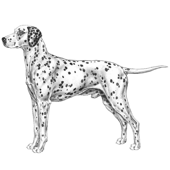 Reputable best sale dalmatian breeders