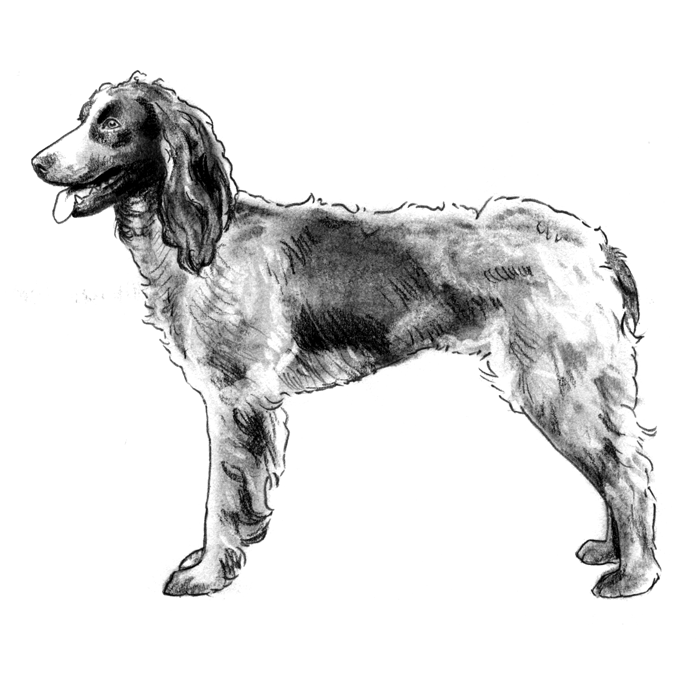 Epagneul de Pont-Audemer