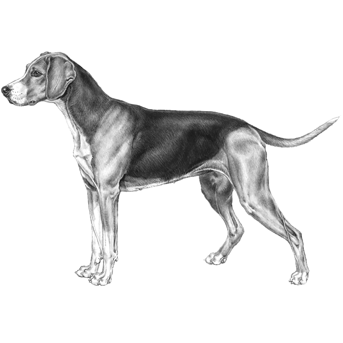 Finnish Hound