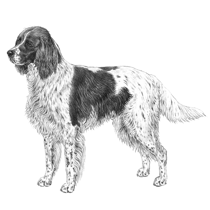 should i get a french spaniel