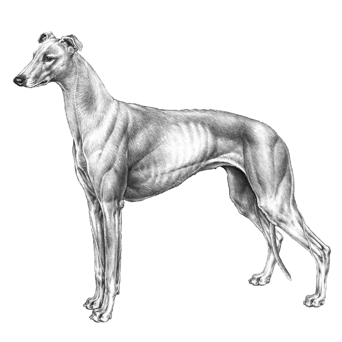 dark red greyhound