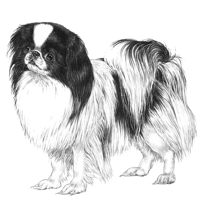 black japanese chin pekingese mix