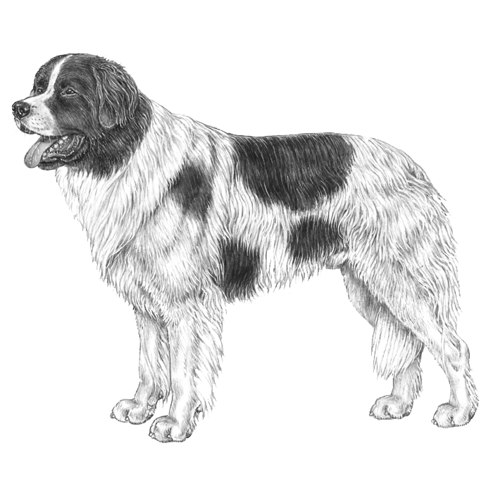 Landseer