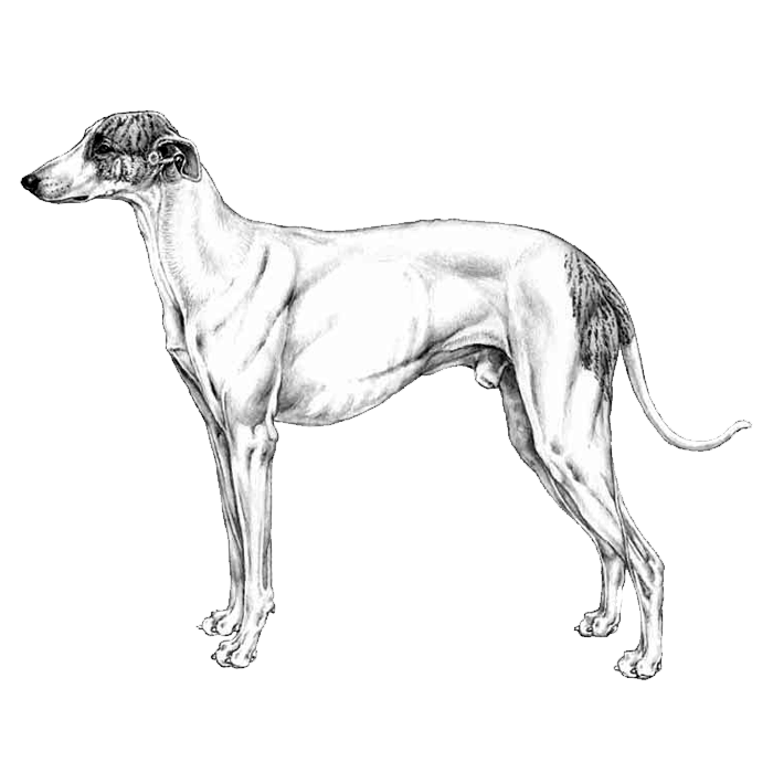 Hungarian Greyhound