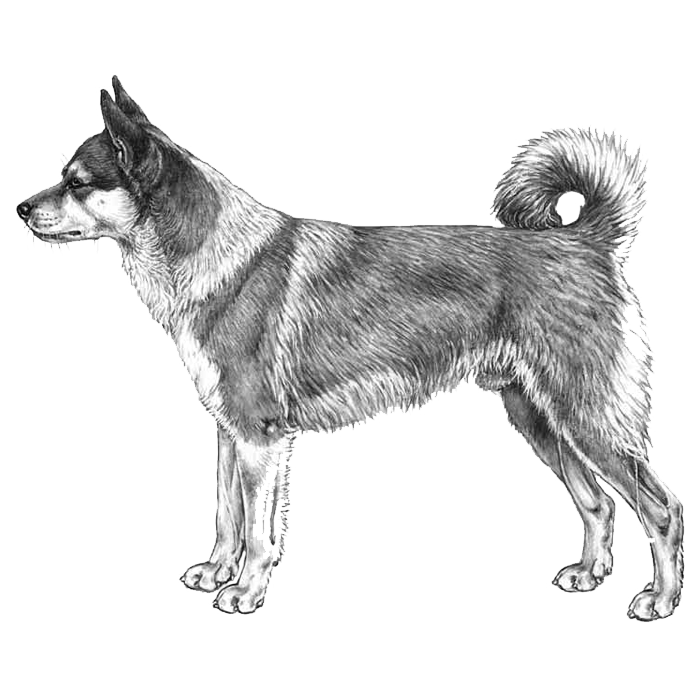 Norwegian Lundehunds: breed info, common names, and more — Embarkvet