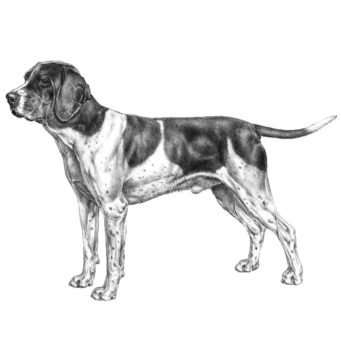 Old Danish Pointing Dog