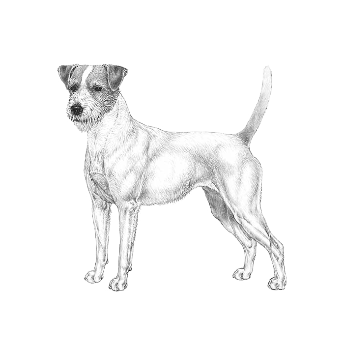 Parson Russell Terrier