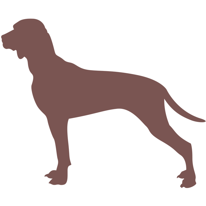 Picardy Spaniel