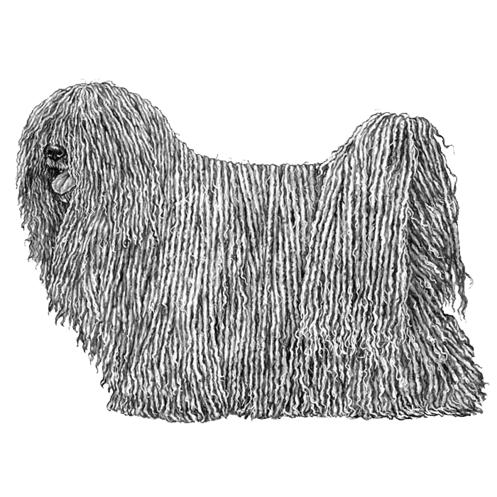 is a puli dog a working breed