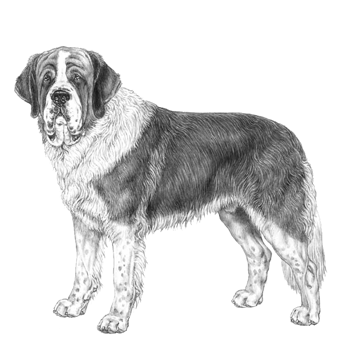  Dog breeds, Saint Bernard Dog