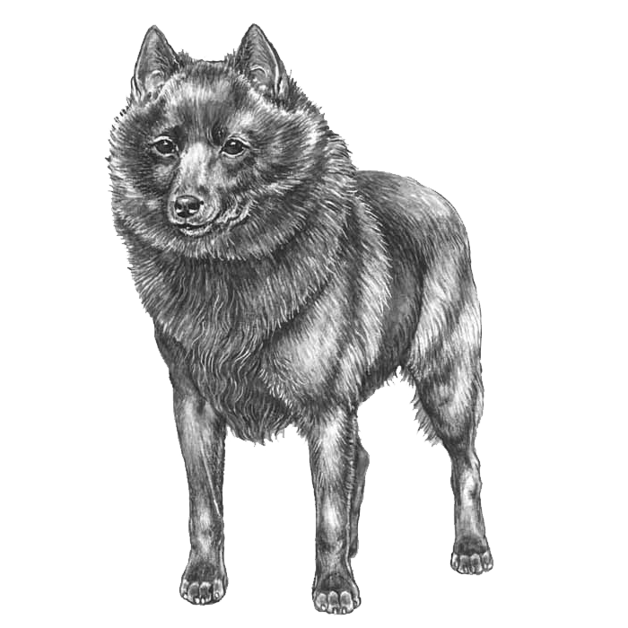 Schipperke