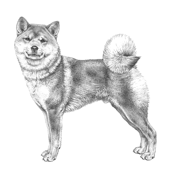 Black white cheap shiba inu