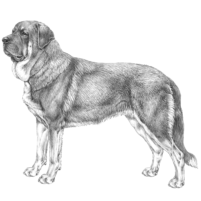 Large spanish 2024 dog breeds