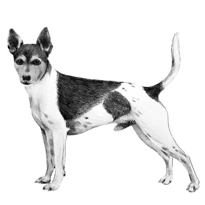 Tenterfield Terrier