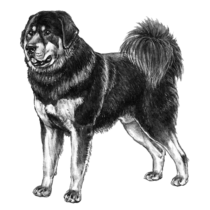 tibetan mastiff dog breeds