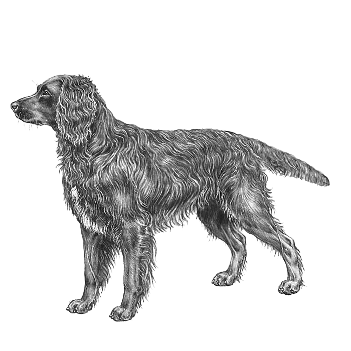 Deutscher Wachtelhund